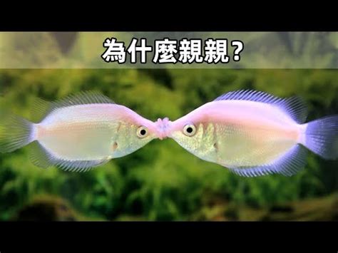 接吻魚飼養|接吻魚的飼養與繁殖